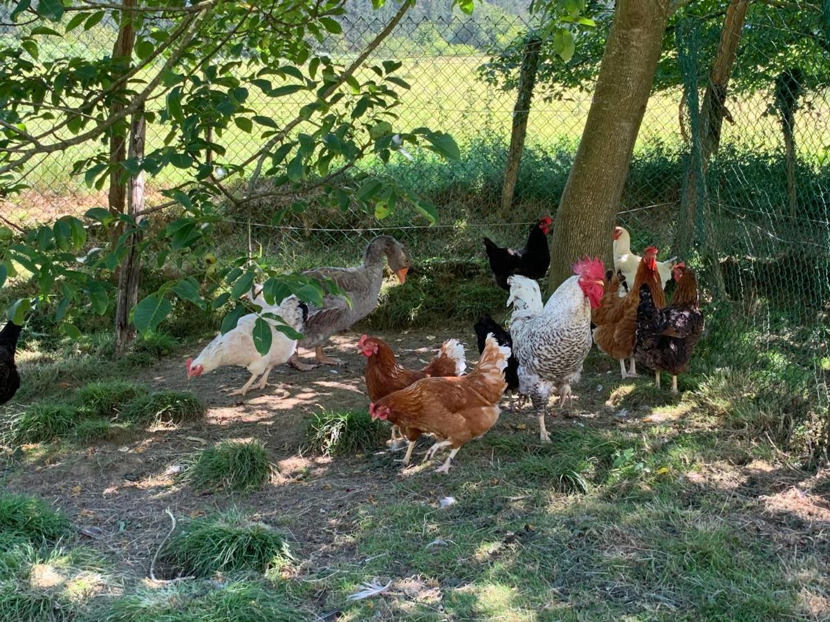 Agroturismo Urresti Gautegiz Arteaga Ngoại thất bức ảnh